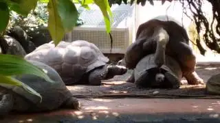 Teenage Ninja Turtles XXX @zoo München