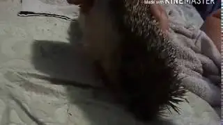 Нашли ёжика !!!!!!!!!!!!