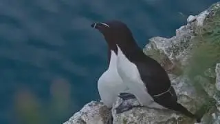 A Day in the Life of RSPB Bempton Cliffs Reserve