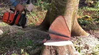 Proses Tebang Potong Pohon Sengon ||part 1