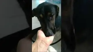 Лунтика сбила машина 🙀 Долг за операцию на приюте 😭
