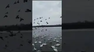 Алтайский край. Лебеди прилетели!