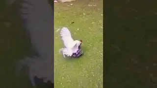 Rooster mating hen 