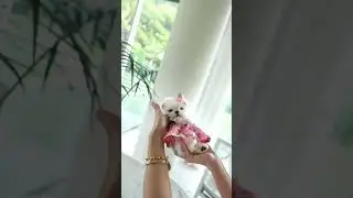 Stylish pup 🐶