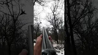 ОХОТА НА ФАЗАНА С ДРАТХААРОМ !ФАЗАНИЙ РАЙ! 