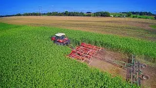 Versatile 305 Discing Sudan Grass Down. Sunflower Disc Pushed To The Limit!!!
