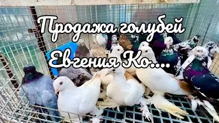 Голуби Едут на птичий рынок    САДОВОД