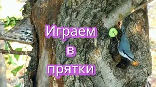 ПОПОЛЗЕНЬ🌱 ЛЕЩИНА