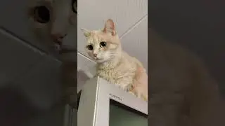 чо ты бегаеш за мной
