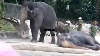 ELEPHANT PEE......!!!!!