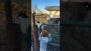 Our llama’s name is Pancake 🥞 😆Waylon saying goodbye at the end ❤️🥹#farmkid #petgoats #llama