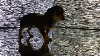 HERZOG & THE MAGNETS - MAGNET AMERICA - MUSIC VIDEO