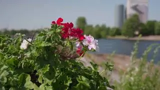 Rīga top ziedoša ar HAGBERG