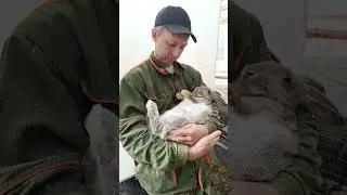 Хозяин взял на ручки красавца
