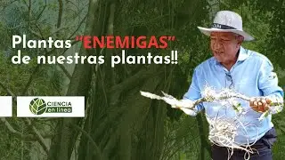 Aprende a diferenciar tres tipos de plantas 