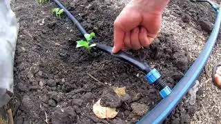 Капельный Полив Огурцов Как я поливаю Огурцы холодной водопроводной водой