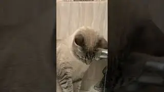 #cats