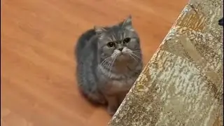 Знакомство Олюшки с нашей новой кошкой
