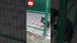 Вольер для собачки.Шикарны вольер для собачки.