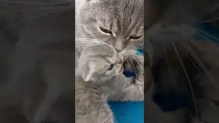 ВОСПИТУЕТ ПАПА КОТ! 
