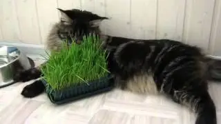 Алекс - зайка. Или на лугу пасутся Ко...  # Кот Мейн кун
