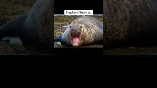Animals that can stay underwater for a long time😵 