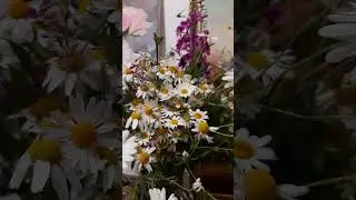 Букет полевых цветов. 6 июля 2024 г.