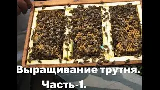 Выращивание трутня. Часть-1.