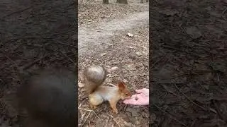 Пухнастик Дніпра!   #білка