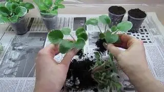 SEPARATE VIOLET BABY PLANTS FROM THE LEAF! HOW TO DIVIDE AND PLANT VIOLET BABY PLANTS!