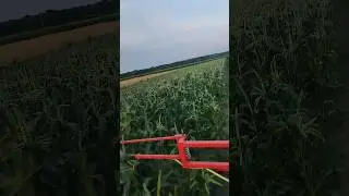 Штучне запилення цукрової кукурудзи