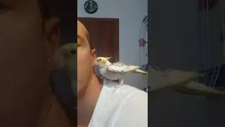 Корелла. Поведение самки, зазывает самца для спаривания.