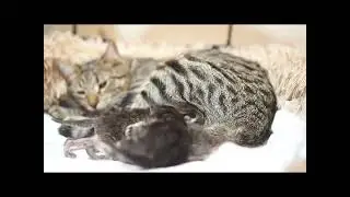 The Miracle of Life - MiauMiau and her kittens (1)