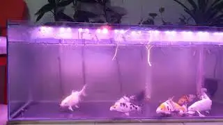 KOI update 2022 06 16