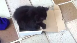 i haz a box