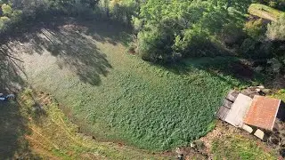 Lincoln, CA: Azolla removal