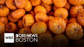 Fall weekend events happening in Massachusetts