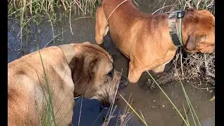 Boerboel’s Monday Morning Walk #shortvideo #boerboel #doglover