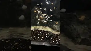 Feeding my stingrays!!