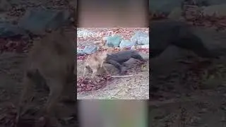 Варан комодо против козлёнка.