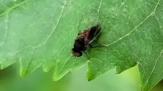 Zwarte hertenzwambreedvoet, vrouwtje