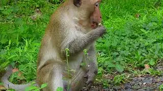 Never seen this monkey walks within three limb so handsome monkey