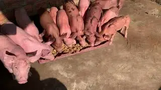 Teach piglets to eat  When I just broke up with my mother