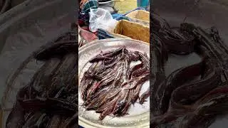 শিং মাছ #ভোরবাজার #village #vlogs #বাংলাদেশ