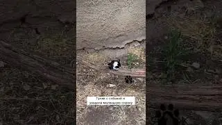 Спасение маленькой сороки