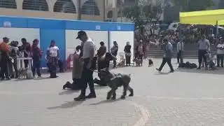 Demostración canina (como detectar un arma)