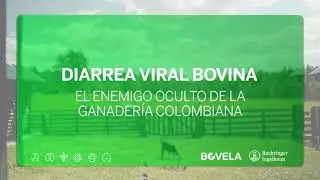 ¿Qué es la DVB?