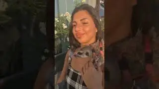 Смешные видео с животными. сборник 2. Шпиц и Сурикат