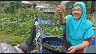 panen lele dan gurami