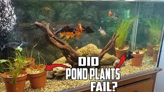 Did Pond Plants FAIL in Aquarium?